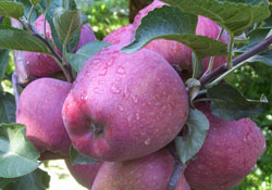 SAM-TARIM Fuarı 30 eylül'de açılıyor