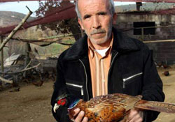 18 bin sülün doğaya salınacak