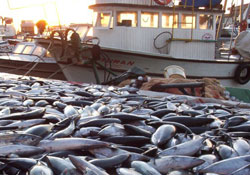 Bir gecede 16 bin palamut avlandı