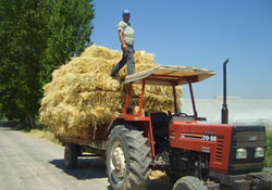 Buğday verimi düştü