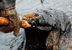 Karadeniz'de çevre kirliliği