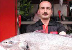 Kötek balığı yeniden tezgahlarda
