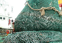 Trol avcıları umutlu döndü