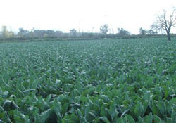 Sertifikalı ürünlerde üretim tahminleri