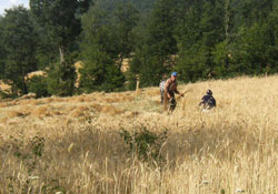 Çiftçi çeltiği bekliyor