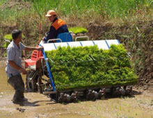 Çiftçi çeltiği bekliyor