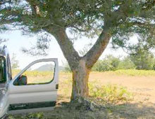 Çam ağaçları çıra uğruna ölüyor