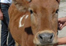 Sarıkız ineklerin nesli tükeniyor