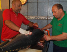 Dev orkinos dikkat çekti