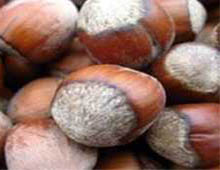 Fındık fiyatı memnun etmedi