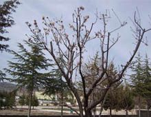 Fındıkta 'budama' uyarısı