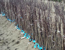 Meyvecilikte kalite yakalanacak