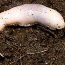 163 Yeni Canlı Türü Bulundu