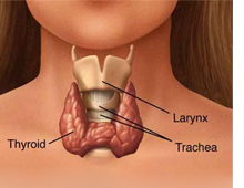 Tiroid hastalıklarında iyot önemli
