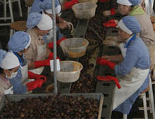 Bir ayda 57 ton salyangoz ihraç edildi