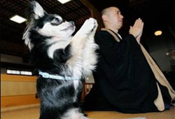 Dua eden köpek meditasyon öğrenecek