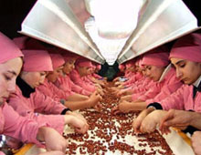 28 bin ton fındık ihraç edildi