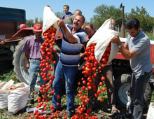 Domates üreticisi hüsrana uğradı
