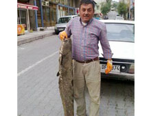 Oltayla 42 kiloluk yayın tuttu