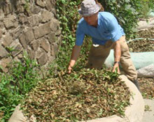 Çay üreticisi özelden şikayetçi