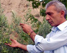 Kivi Çorum tarımında yerini aldı