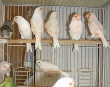 Kanaryalar görücüye çıkıyor