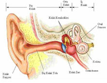 Kulak iltihapları hakkında Kulak iltihapları hakkında