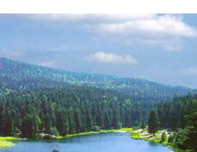 Göç Ormanlara Yaradı