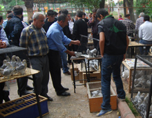 Serinofil Derneği'nde güvercinler yarıştı