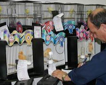 Kanaryalar podyuma çıktı