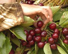 Yabancıya organik tarım kolaylığı