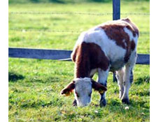 Tarımın dev sorunu: Bölünmüş topraklar