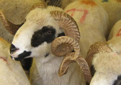 Kurban fiyatları yükseldi