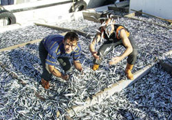 Hamsi nakillerinde belge zorunluluğu