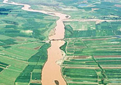 Kızılırmakın yeni kuşu: Stratopelia