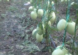 Üreticinin yeni umudu Pepino