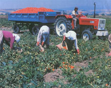 Amasya'da tarımsal faaliyetler