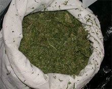 Samsun` da esrar içen 6 kişi yakalandı