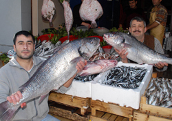 Hamsi ağından dev balıklar çıktı