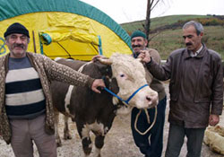 Kavak'a hayvan pazarı
