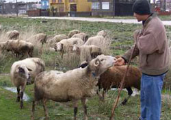 Kurban kesim ve satış yerleri