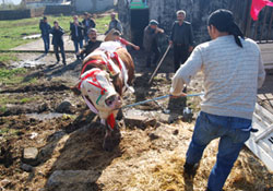Dev boğa görücüye çıktı