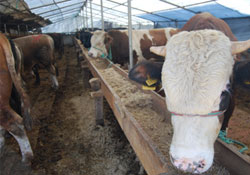 Samsun'un kurbanlıkları ucuz