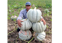 Çiftçiye rağmen politika