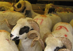 Müftü Şahin vekaleti açıkladı