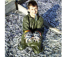 Hamsi sevindirmeye devam ediyor