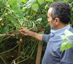 Karadenizde organik kiraz