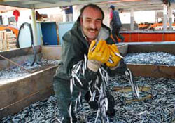 Hamsi sevindirmeye devam ediyor