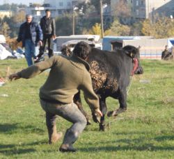 Kaçan Boğa Sahibini Hastanelik Etti...