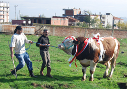Bin 800 kiloluk boğaya alıcı çıkmadı